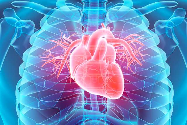 Illustration of a heart | Heart/Cardiovascular Services