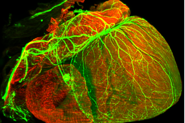 Fluorescent microscopy image of a heart showing neural and vascular structures in bright green and red detail.