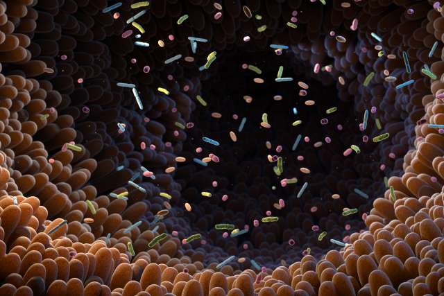 3D illlustration of gut microbiome bacteria