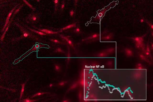 Microscopy image of immune cells communicating with genes.