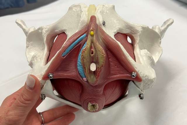 A model of a pelvis. (Photo courtesy of Emily Whalen)