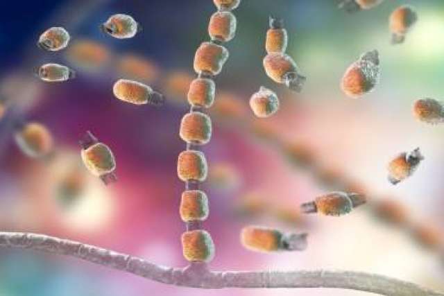 The fungi coccidioides is commonly known as Valley Fever, because the first North American cases were described in the San Joaquin Valley of Central California.