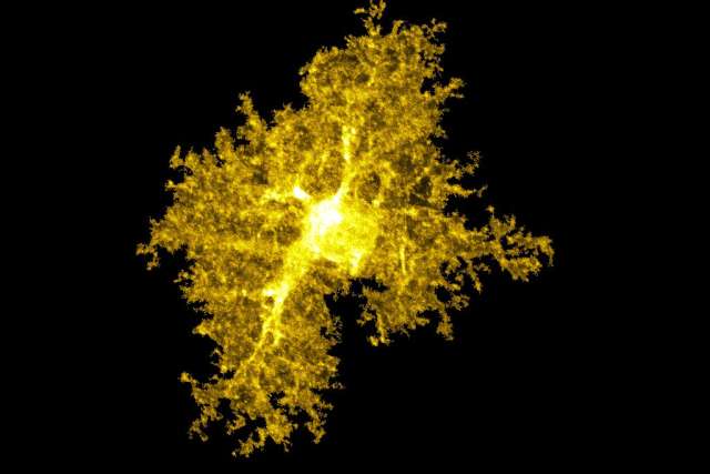 Image of an astrocyte