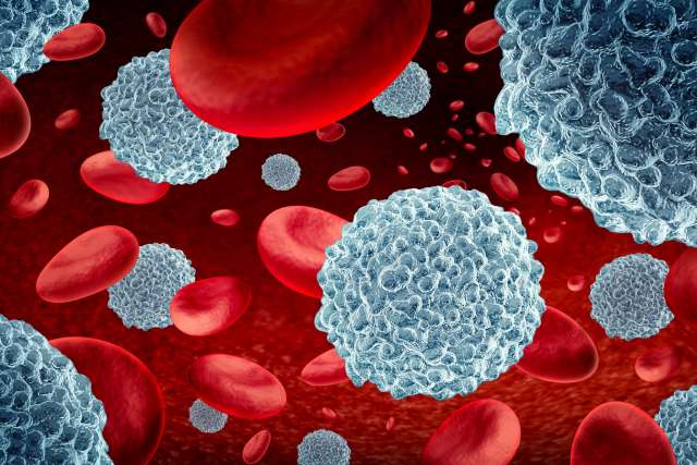 White blood cells and Immunotherapy lymphocyte cells with blood as a concept of the immune system through immunology as microscopic biology symbol inside the human body as a 3D illustration.