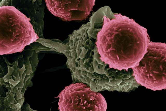 Immunotherapy attaching to cancer cells