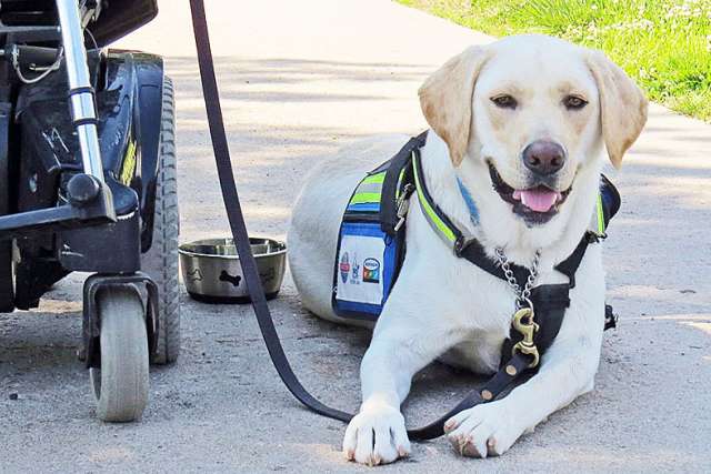 Service dog