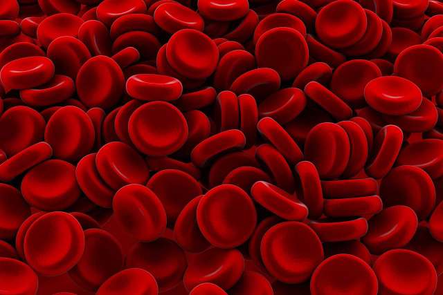 Red blood cells