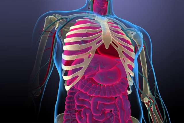 This stock medical illustration features an editorial image of the anatomy of the male torso