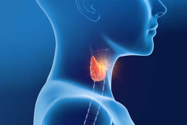 Thyroid gland of a woman, medically 3D illustration on blue background, side view