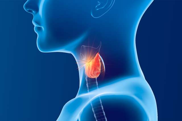 Illustration of a human neck and throat highlighting the thyroid gland in red.