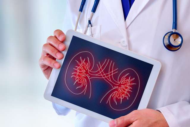 Doctor holding tablet with kidney diagram