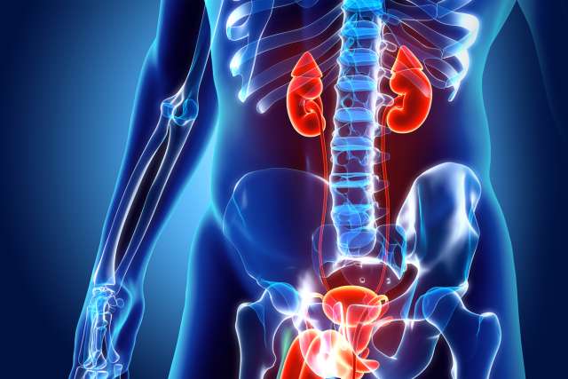 3D illustration of Urinary System, medical concept.