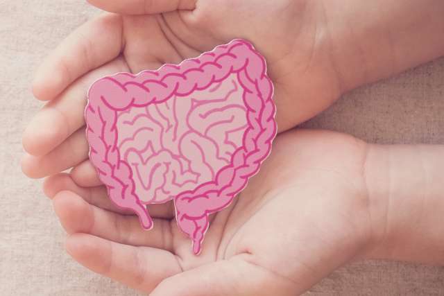 hands holding intestine shape concept