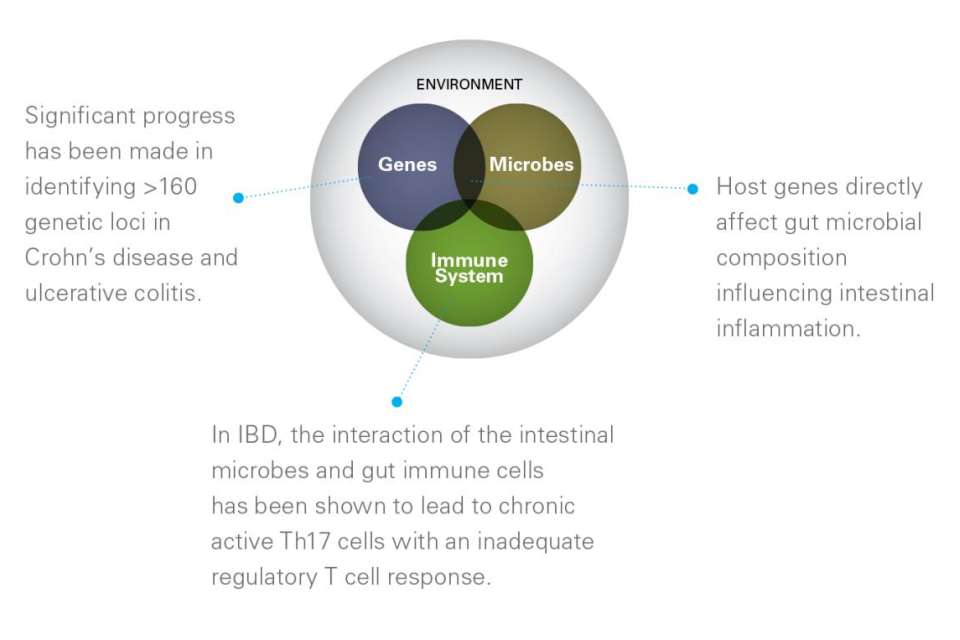 Pie chart depicting different causes of IBD: Genes, Microbes & Immune System