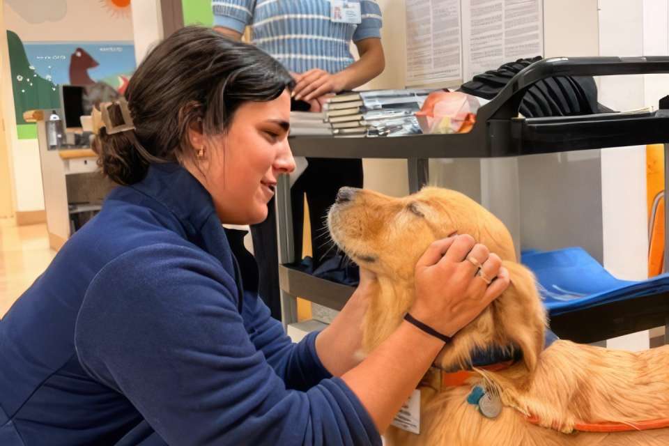 A UCLA Health care worker kneels down and pets a golden retreiver