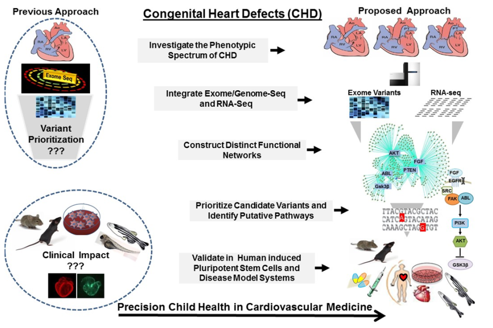 An illustration of Dr. Marlin Touma’s “Bedside-to-Bench” research model for congenital heart disease. 