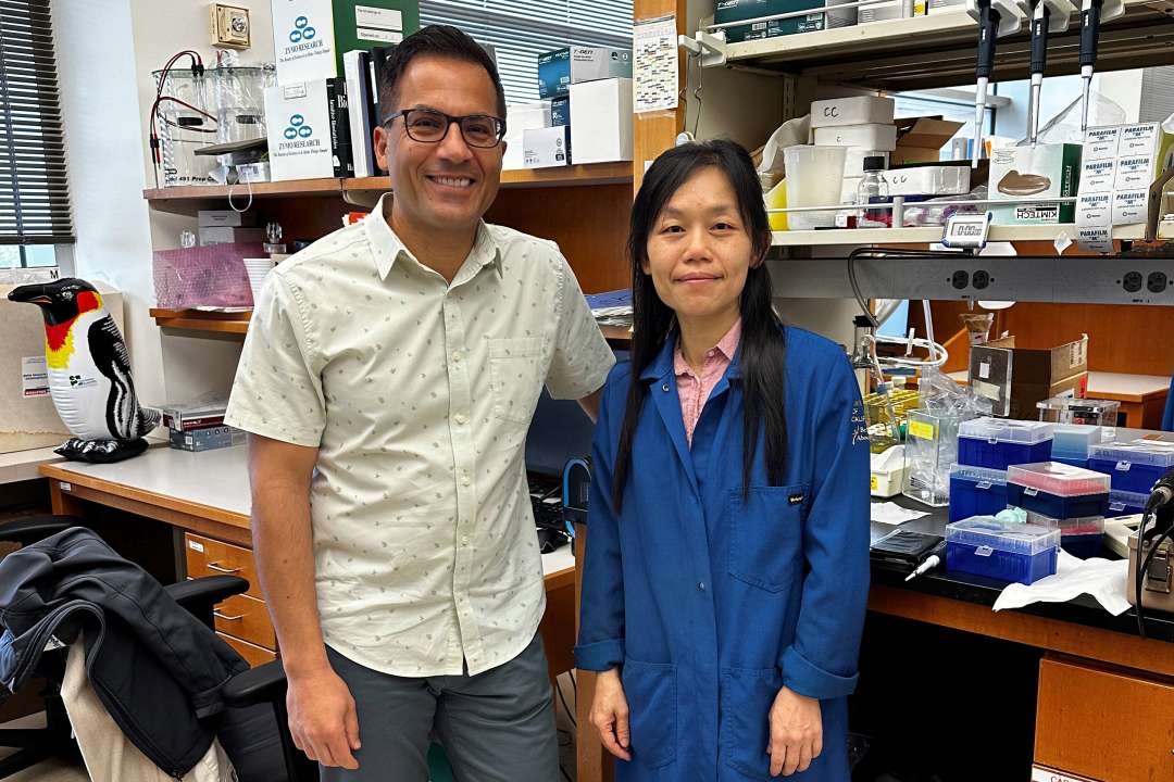 Scientists uncover cells’ survival strategy in low-nutrient ...