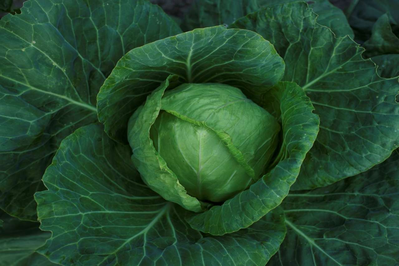 Photo of Cabbage