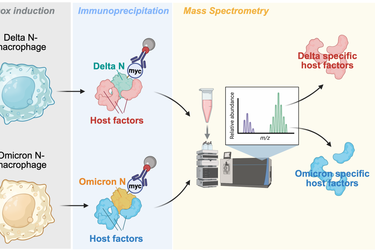 Schematic comparing SARS-CoV-2 Delta and Omicron responses in macrophages. Delta N–expressing and Omicron N–expressing macrophages undergo immunoprecipitation. The resulting protein complexes are analyzed by mass spectrometry, revealing variant-specific host factors.