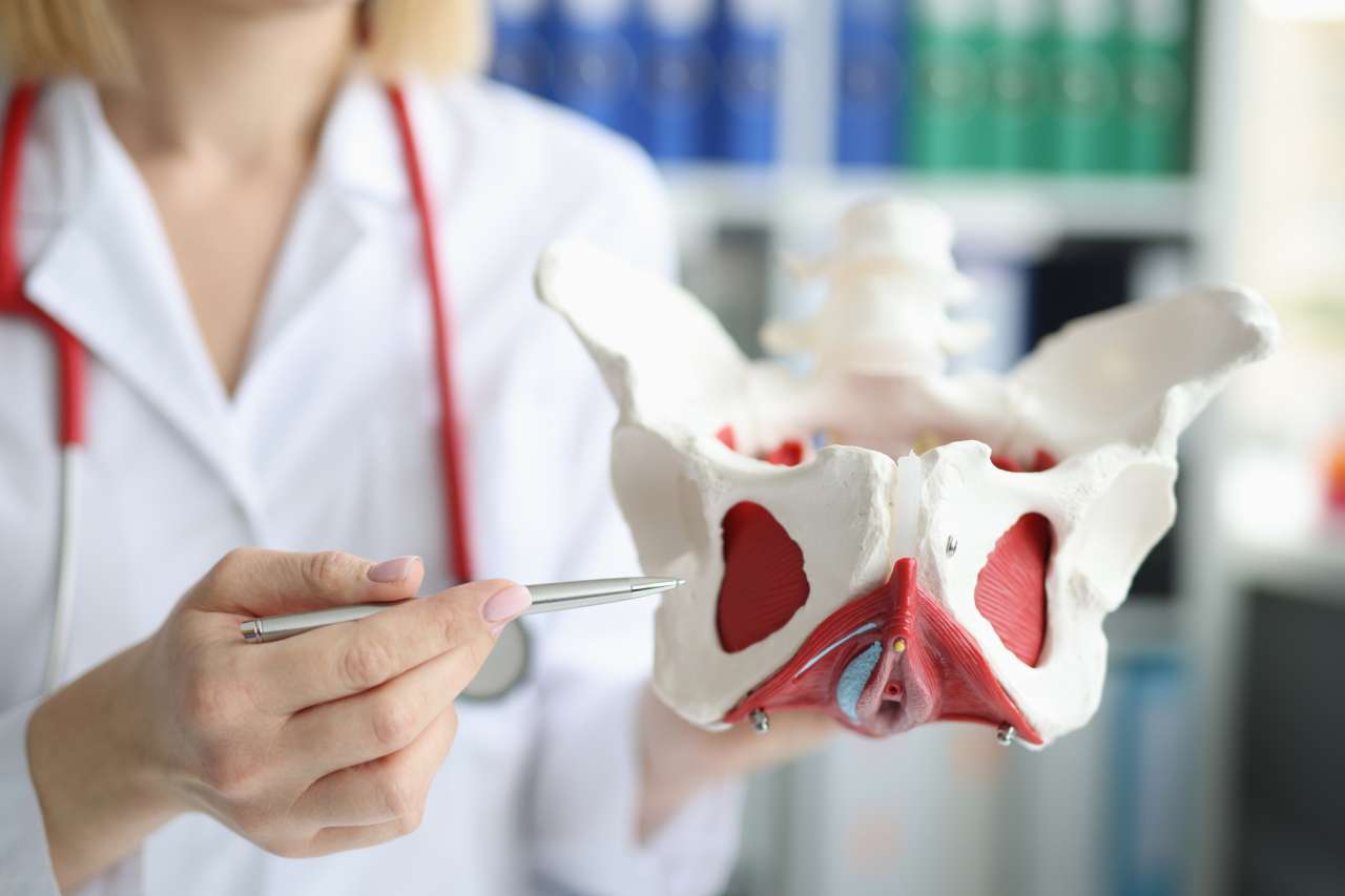 Pelvic floor 