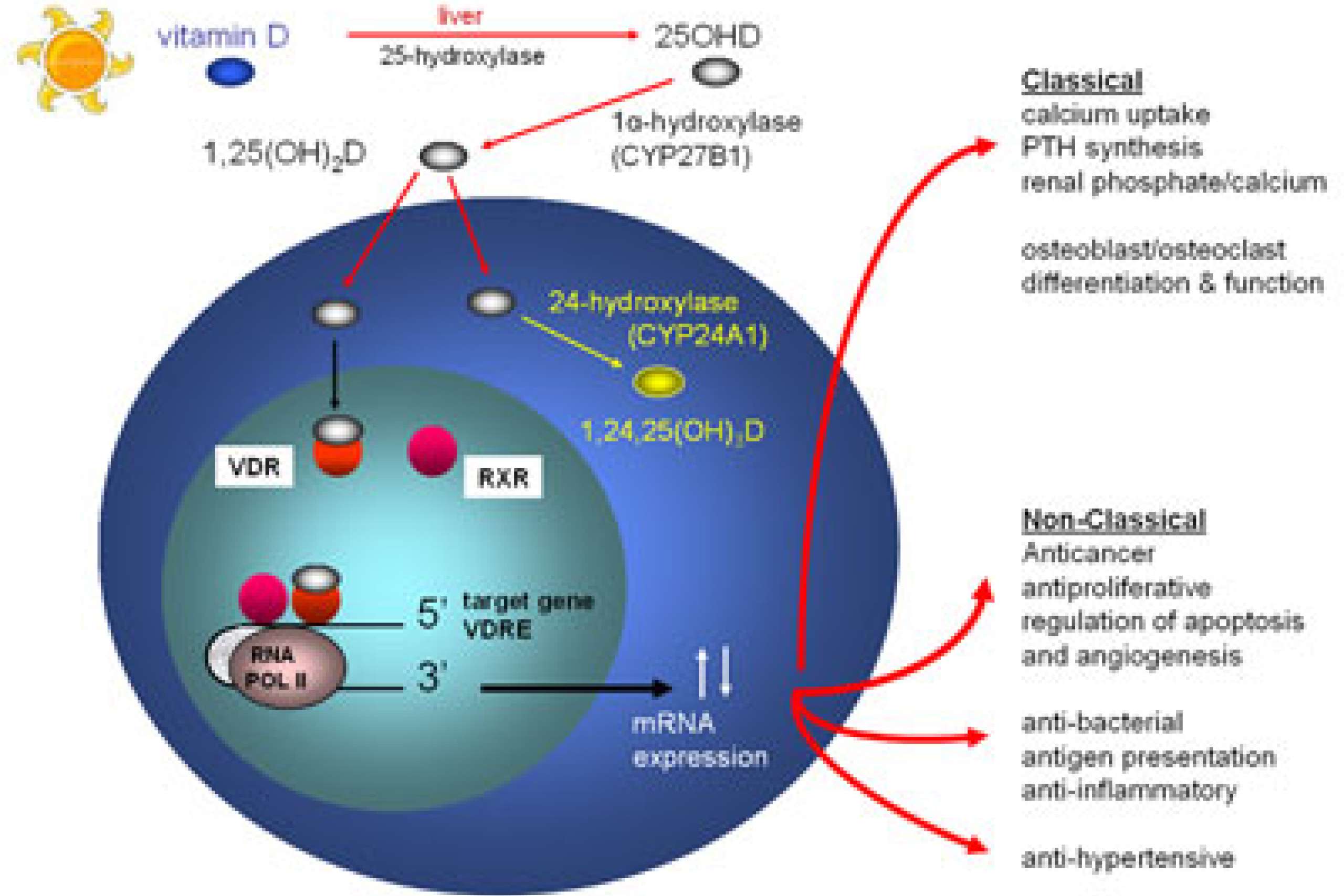 Vitamin D Research Lab UCLA Health