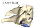 Side view of the cervical spine showing the facet joint