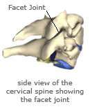Side view of the cervical spine showing the facet joint