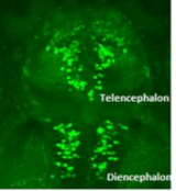The researchers engineered the zebrafish to produce green fluorescent protein in their neurons. Using images like this one, they could count neurons in regions of the brain called the telencephalon and the diencephalon.