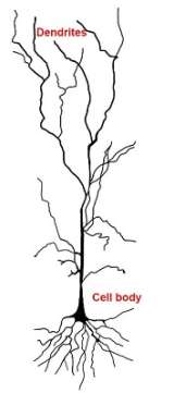 A Neurophysicist: The Ultimate Border-Crossing Incursion - Neurology ...
