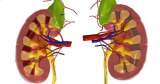 Kidney