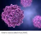 Adeno associated virus