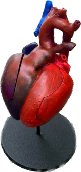 3D heart model reconstructed from ferumoxytol