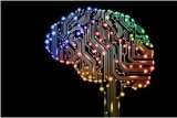 circuit brain