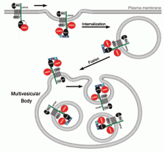 Illustration of the Wnt cell signaling pathway