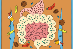 Illustration of human organs showing stomach and intestines. New York Times publication titled "Gut Myths."