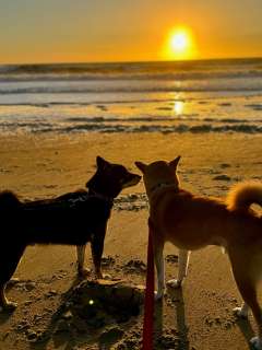 DAPM Dr. Dane Saksa's dogs at the beach during sunset