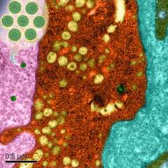 Nanoparticle transportation mechanism