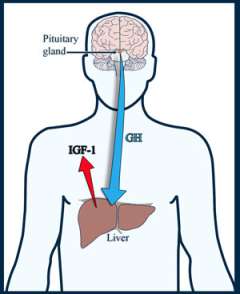 Illustration of pituitary gland and liver