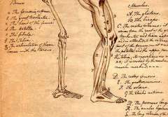 A hand-drawn illustration of the musculoskeletal system of the human leg.
