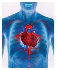 cardiovascular system