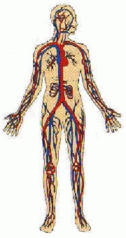 Your circulatory system