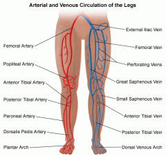 Arterial & Venous Circulation of the Legs