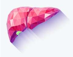Polygonal illustration of the human liver