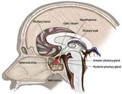 Illustration of pituitary gland