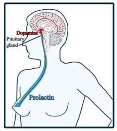 Illustration of Prolactin levels in a woman