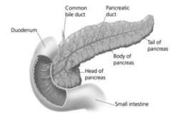 Illustration: the pancreas, common bile duct, and small intestine.