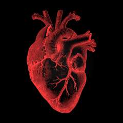 Stock image of human heart