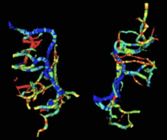 Maps of brain blood vessels that are used to generate blood flow images