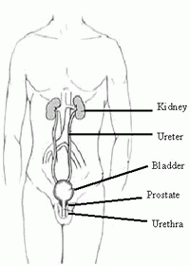 Urinary System