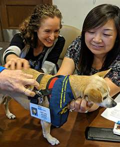 Fellows petting service animal